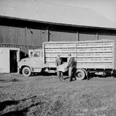 Stubbetorps Kontrollhönseri, lastbil och två personer.
Byggnad.