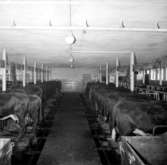 Kvinnersta ladugård, interiör, kor.
Gustafsson & Görtz AB (beställare ?).