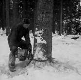 Skogsbruk, trädfällning, en man med motorsåg.
Gustafsson & Gortz (beställare ?).