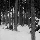 Skogsbruk, trädfällning, en man med motorsåg.
Gustafsson & Gortz (beställare ?).