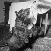 Rumsinteriör, en hund (tillhör familjen Beerwald).Oscaria (beställare ?).