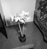 Blomkruka.
Fröken Nykvist