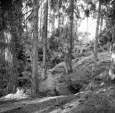 Skogsområde.
Grimstens Häradsallmänning.