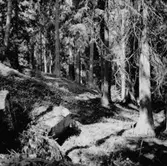 Skogsområde.
Kumla Häradsallmänning.