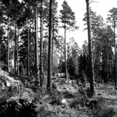 Skogsområde.
Kumla Häradsallmänning.