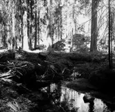 Skogsområde.
Kumla Häradsallmänning.