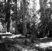 Skogsområde.
Kumla Häradsallmänning.