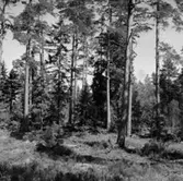 Skogsområde.
Glanshammars Häradsallmänning.