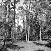 Skogsområde.
Glanshammars Häradsallmänning.