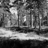 Skogsområde.
Glanshammars Häradsallmänning.