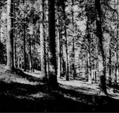 Skogsområde.
Glanshammars Häradsallmänning.