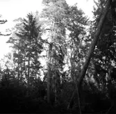 Skogsområde.
Askers Häradsallmänning.