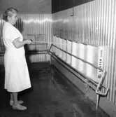 Konsum Bageriet, interiör, en kvinna, lådtvätt.