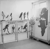 Jakt- och Naturvårdsutställningen, utställningsmonter.