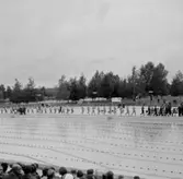 Gustavsvik, simning, simlandskamp Sverige-Frankrike.