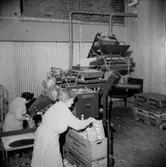 Interiör, förpackning av potatis, två kvinnor.
Konsum.