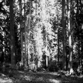 Skogsområde.
Kumla Häradsallmänning.