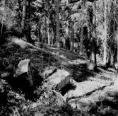 Skogsområde.
Kumla Häradsallmänning.