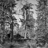 Skogsområde.
Glanshammars Häradsallmänning.