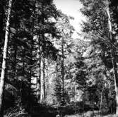 Skogsområde.
Glanshammars Häradsallmänning.