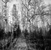 Skogsområde.
Askers Häradsallmänning.