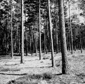 Skogsområde.
Hardemo Häradsallmänning.