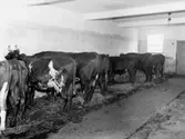 Ormesta slakteri, interiör, kor.
Slakteriföreningen.