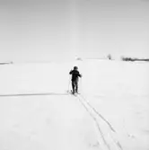 Skidåkning på Kvismaren, en pojke.
Sörling.