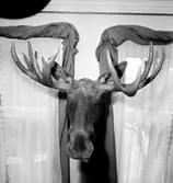 Rumsinteriör, älghuvud på väggen.
Gullberg