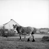 En hund och en häst.Bostadshus i bakgrunden.