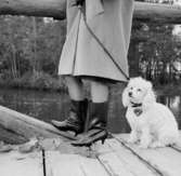 En kvinna med Oscaria-stövlar och hund.
Oscaria Skofabrik.
Bilden tagen för fönsterskylt.