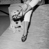 En kvinna med Oscaria-skor och hund.
Oscaria Skofabrik.
Bilden tagen för fönsterskylt.