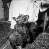 Rumsinteriör, en hund (tillhör familjen Beerwald).Oscaria (beställare ?).