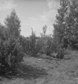 Täby, fornlämningar.
26 juli 1939.