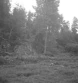 Jönshyttan, skogsområde.
17 augusti 1939.