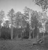 Grecksåsar. Mur (fornlämning, ruin?)
12 oktober 1942.