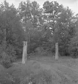 Kullängen.
18 juni 1942.