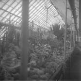 Stadsparken. Växthus.
1943.