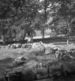 Riseberga klosterruin. En man.10 augusti 1943.