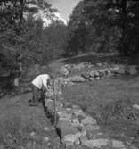 Riseberga klosterruin. En man.
10 augusti 1943.