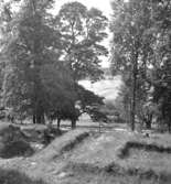 Riseberga klosterruin.
5 augusti 1946