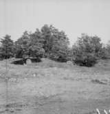 Fellingsbro gästgivaregård. Träd.
27 juli 1948.