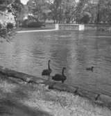 Örebro, Kanslibron och Svartån.
28 maj 1952.