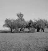 Brändåsen, domarring.
13 augusti 1953.