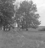 Hjortsberga, fornlämningar.
1954.