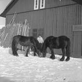 Ladugård, en man med två hästar.
Lasse Larsson, Mårtensgård, Löa.