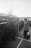 Försäljning av julgranar utanför i IKEA i Kållered, år 1983. 