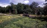 Täby.  Vegetation i och kring ån, gamla bron.    
1966-07-10.