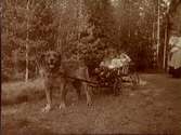27/5 1912. Kvinna med fyra barn och en hund