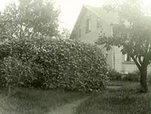 Fastarpsvägen, Tvååker. Gaveln på en villa i en trädgård med buskar och träd.